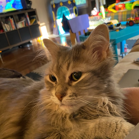 Meet your Posher, Alexis - Picture 1 of 1